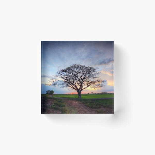 Item preview, Beautiful Tree in the Rice at Sunset. designed and sold by Huskyyy Designs.