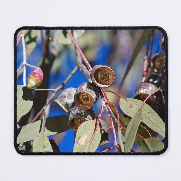 Item preview, Always Rustic With Gumnuts designed and sold by Joy Watson - Natural Light Photography .
