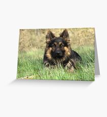 German Shepherd Dog Greeting Card