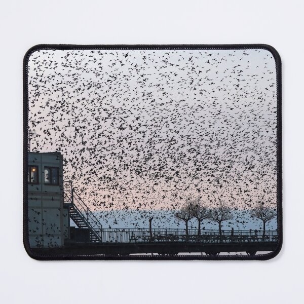Item preview, Scattering of starlings designed and sold by GreyFeatherPhot.
