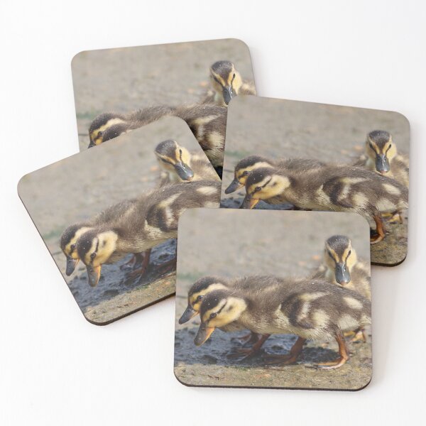 Item preview, Trio of ducklings designed and sold by GreyFeatherPhot.