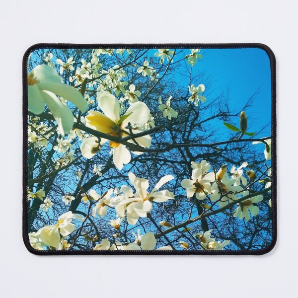 Item preview, White magnolia tree in blossom, natural background, spring season  designed and sold by helenkaiy.