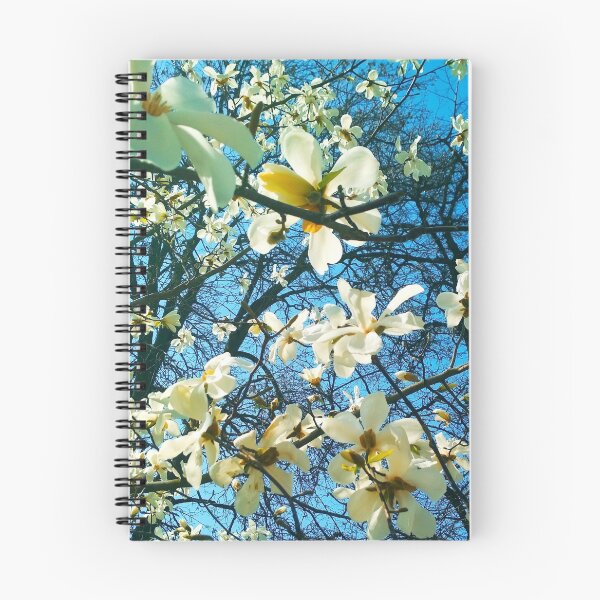 Artikelvorschau, Weißer Magnolienbaum in Blüte, natürlicher Hintergrund, Frühlingssaison entworfen und verkauft von helenkaiy.