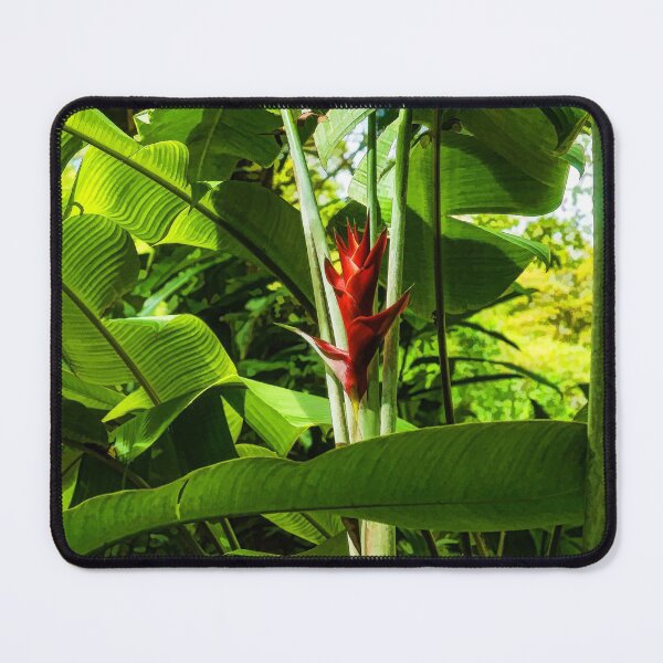 Item preview, Tropical Impressions - Red Ginger Flower, Framed in Lush Jungle Green designed and sold by Georgia Mizuleva.