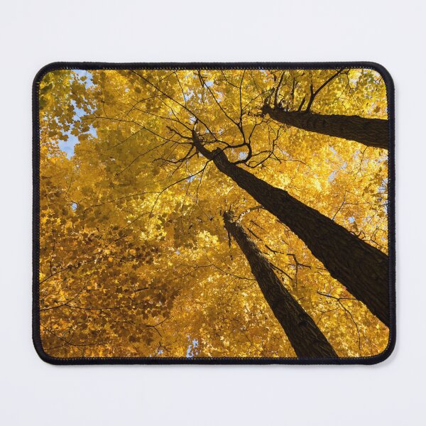 Item preview, Golden Canopy - Three Trees Horizontal designed and sold by Georgia Mizuleva.