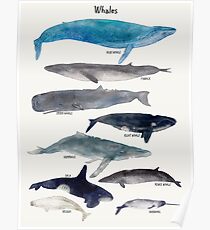 whales Poster