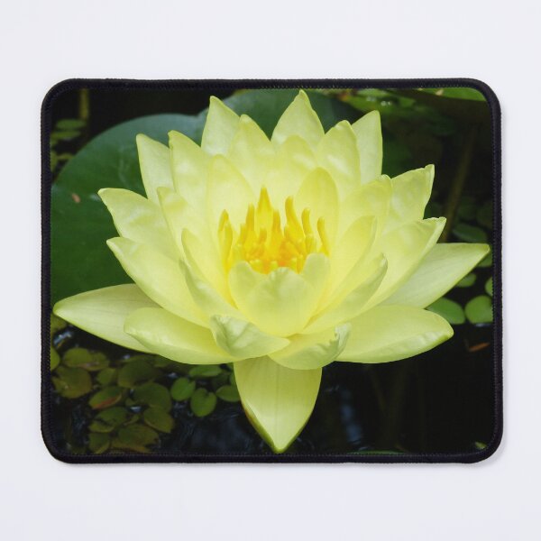 Item preview, Yellow Waterlily designed and sold by TropicalFronds.