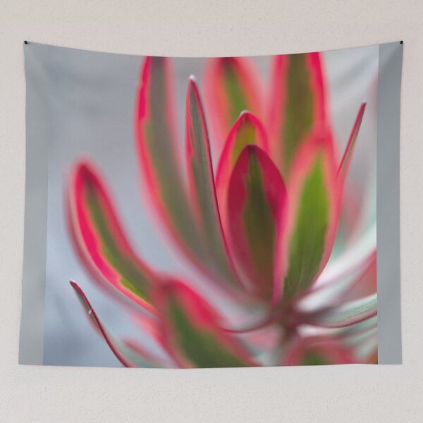 Item preview, Leucadendron salignum - Nature's Christmas Cheer designed and sold by imaginethis.