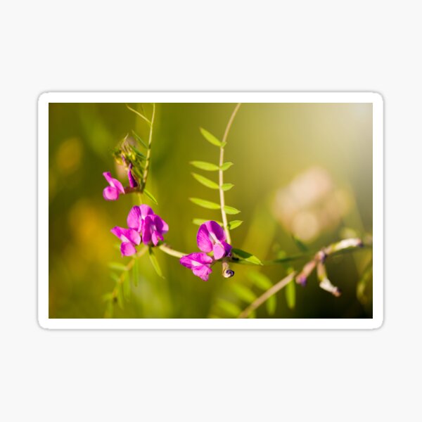 Item preview, Vetch pink flowering in meadow  designed and sold by Arletta Cwalina.