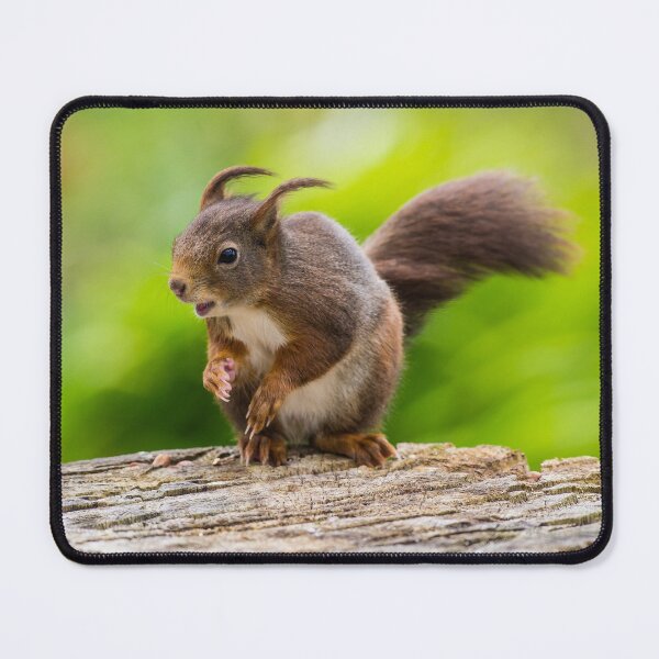 Item preview, Windswept Red Squirrel designed and sold by Steve Miller.