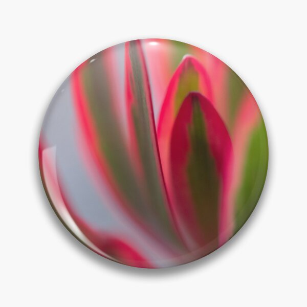 Item preview, Leucadendron salignum - Nature's Christmas Cheer designed and sold by imaginethis.