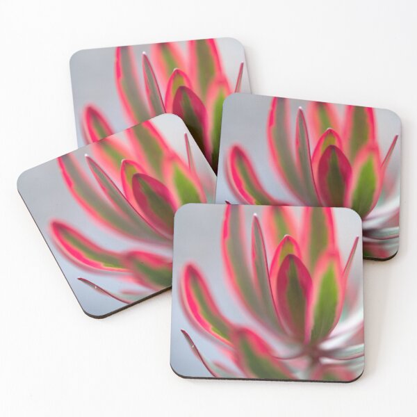 Item preview, Leucadendron salignum - Nature's Christmas Cheer designed and sold by imaginethis.