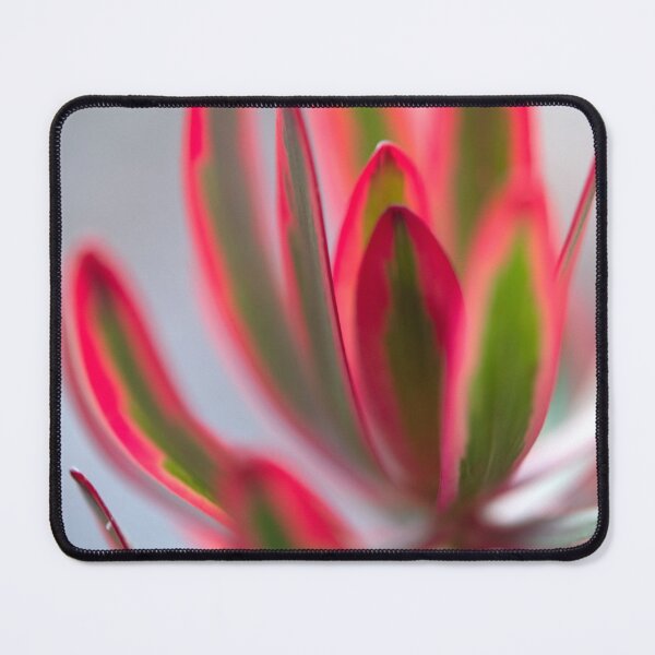 Item preview, Leucadendron salignum - Nature's Christmas Cheer designed and sold by imaginethis.
