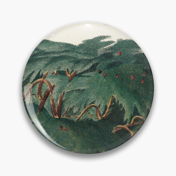 Item preview, Cedar - Cedrus - botanical illustration designed and sold by chimakingthings.