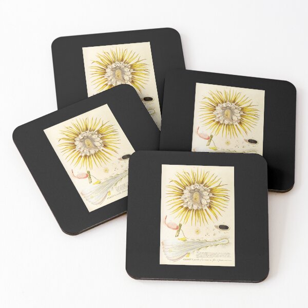 Item preview, Night blooming Cereus flower dissectation - botanical illustration designed and sold by chimakingthings.