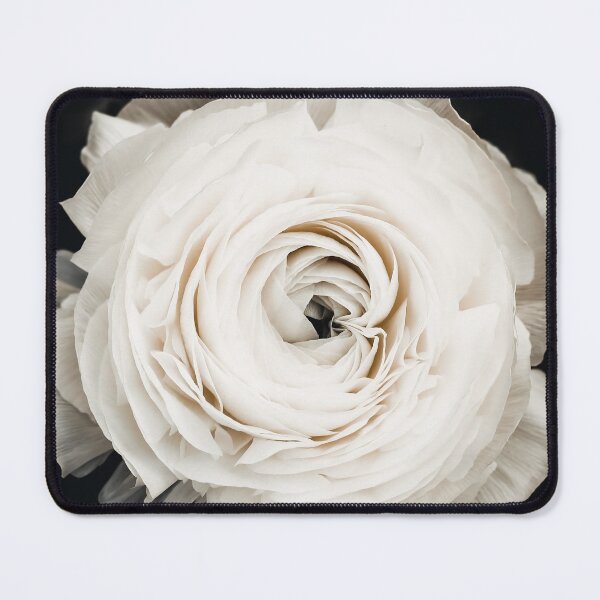 Item preview, Flower - Ranunculus - Buttercup Flower - White Floral - mothers day designed and sold by Ingrid Beddoes Photography.