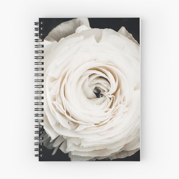 Item preview, Flower - Ranunculus - Buttercup Flower - White Floral - mothers day designed and sold by Ingrid Beddoes Photography.