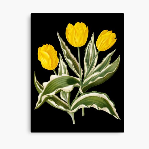 Imagen del lienzo canvas muro imagen son impresiones artísticas plantas flores blancas tulipanes en el florero Imagen del lienzo canvas muro imagen son impresiones artísticas plantas flores blancas tulipanes en el florero