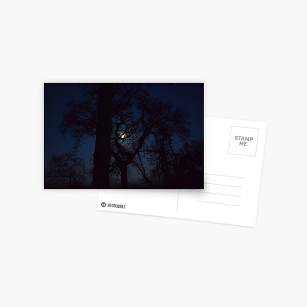 Treetop Moon Postcard