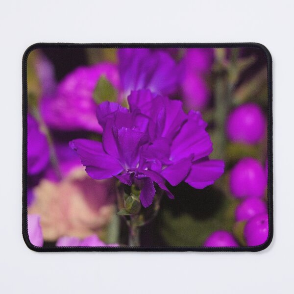Item preview, Bright Purple Single Carnation Flowers designed and sold by JariHawk.