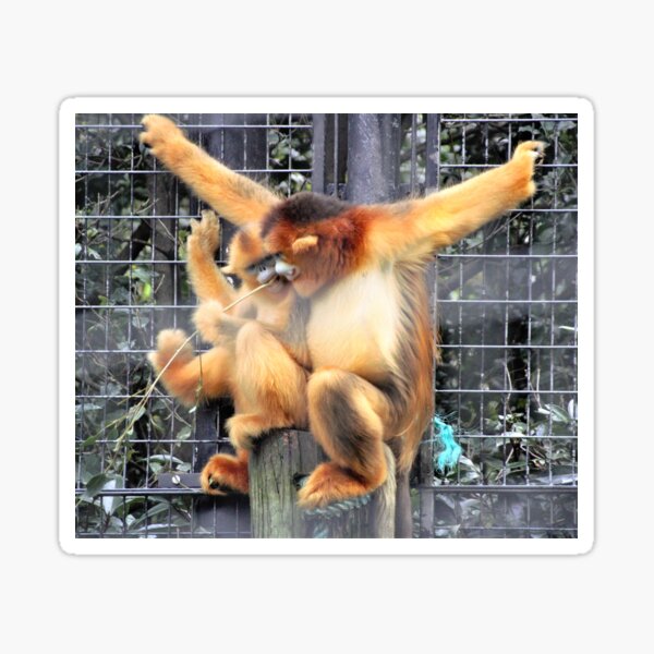 Item preview, Goldener Snub-Nosed-Affe designed and sold by cs-cookie.