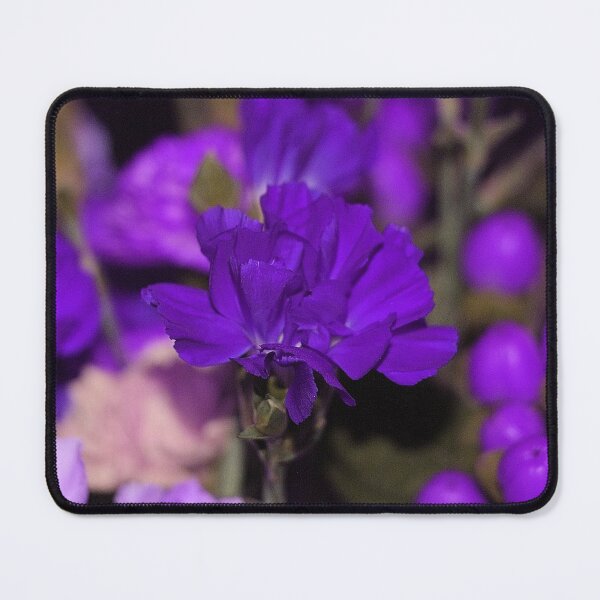 Item preview, Bright Deep Purple Single Carnation Flowers designed and sold by JariHawk.