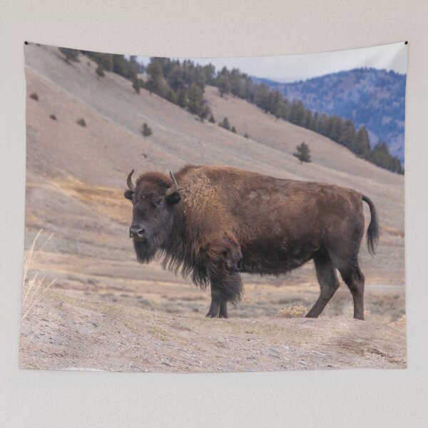 Item preview, Bison Buffalo Adult Photograph designed and sold by SafariByMarisa.