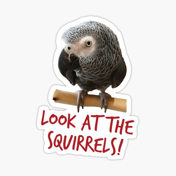 Look at the squirrels! Sticker