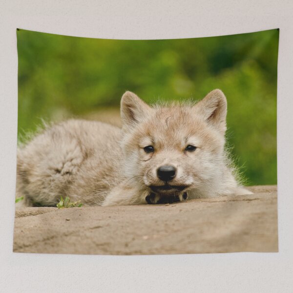 Item preview, Arctic Wolf Pup designed and sold by Michael Cummings.