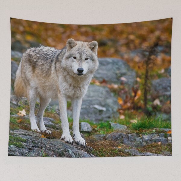 Item preview, Arctic Wolf designed and sold by Michael Cummings.