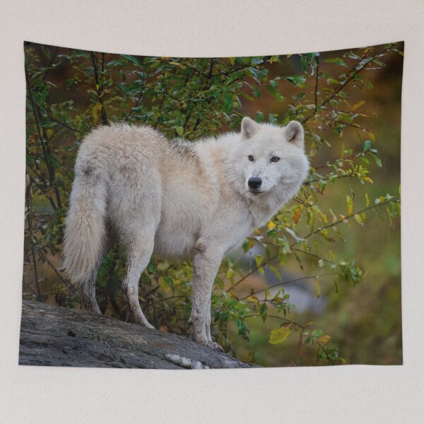 Item preview, Arctic Wolf designed and sold by Michael Cummings.