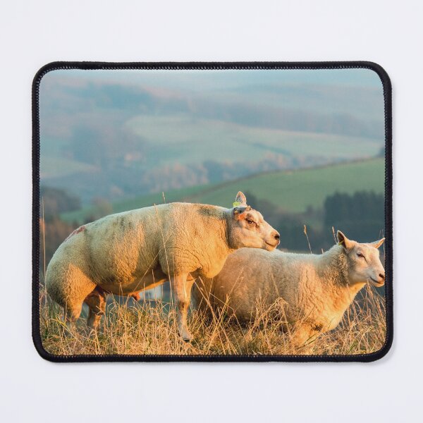 Item preview, Texel Sheep III designed and sold by Jane Stanley Photography.