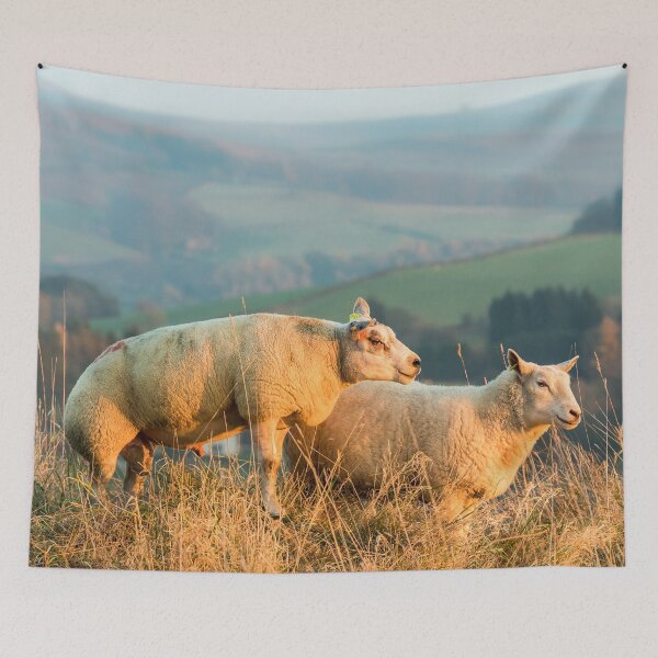 Item preview, Texel Sheep III designed and sold by Jane Stanley Photography.