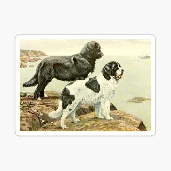 Antique Newfoundland and Landseer Sticker