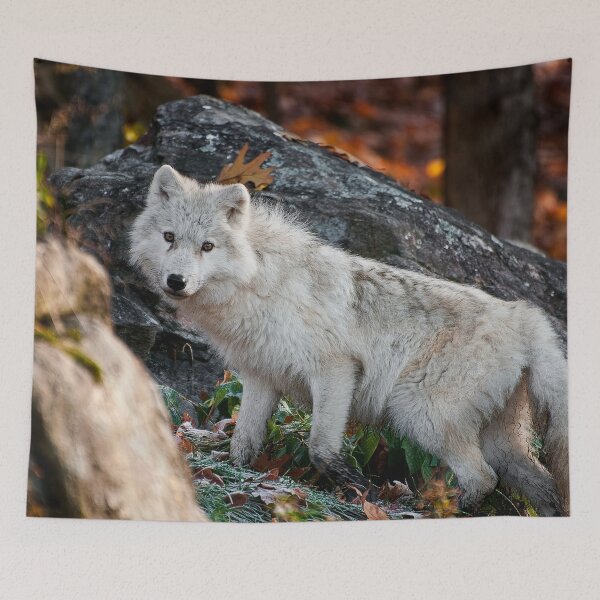 Item preview, Arctic Wolf designed and sold by Michael Cummings.