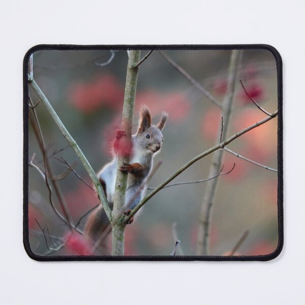 Item preview, With the red rowan berries. Eurasian red squirrel designed and sold by Jouko Lehto Photography.