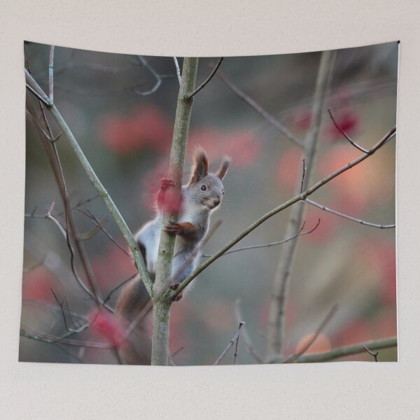 Item preview, With the red rowan berries. Eurasian red squirrel designed and sold by Jouko Lehto Photography.