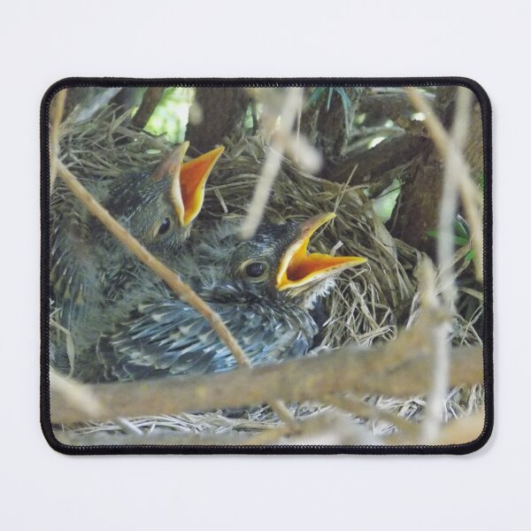 Item preview, Baby Robins in Nest designed and sold by DragonCGallery.