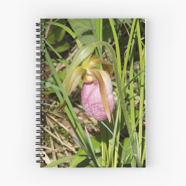 Item preview, Pink Ladyslipper Early Bloom designed and sold by DragonCGallery.