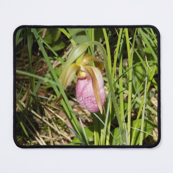 Item preview, Pink Ladyslipper Early Bloom designed and sold by DragonCGallery.