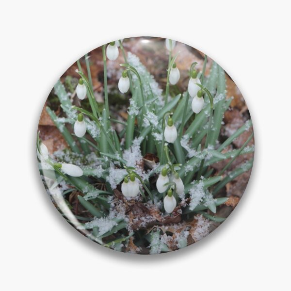 Item preview, Early Snowdrop Flowers with Snow designed and sold by JariHawk.