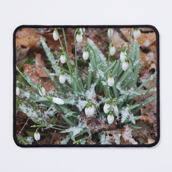 Item preview, Early Snowdrop Flowers with Snow designed and sold by JariHawk.