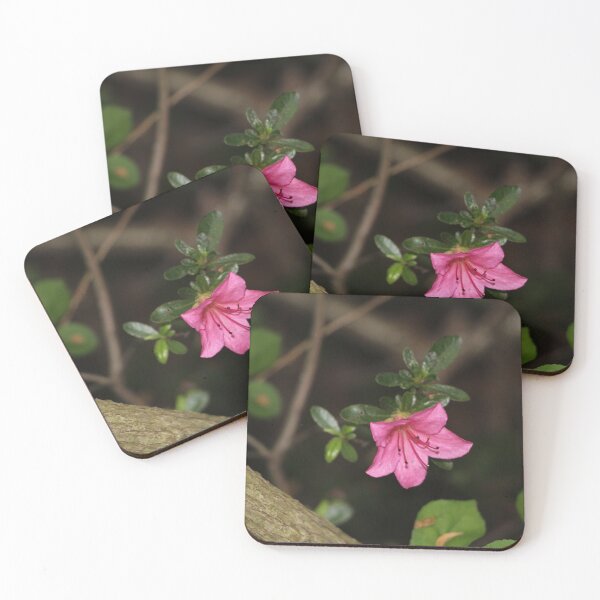 Item preview, Solitary Bright Pink Azalea Flower Night Time Bush designed and sold by JariHawk.