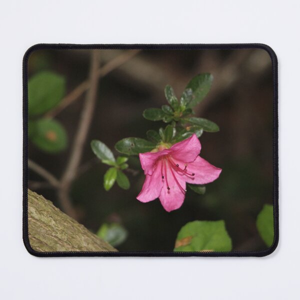 Artikelvorschau, Solitary Bright Pink Azalea Flower Night Time Bush entworfen und verkauft von JariHawk.