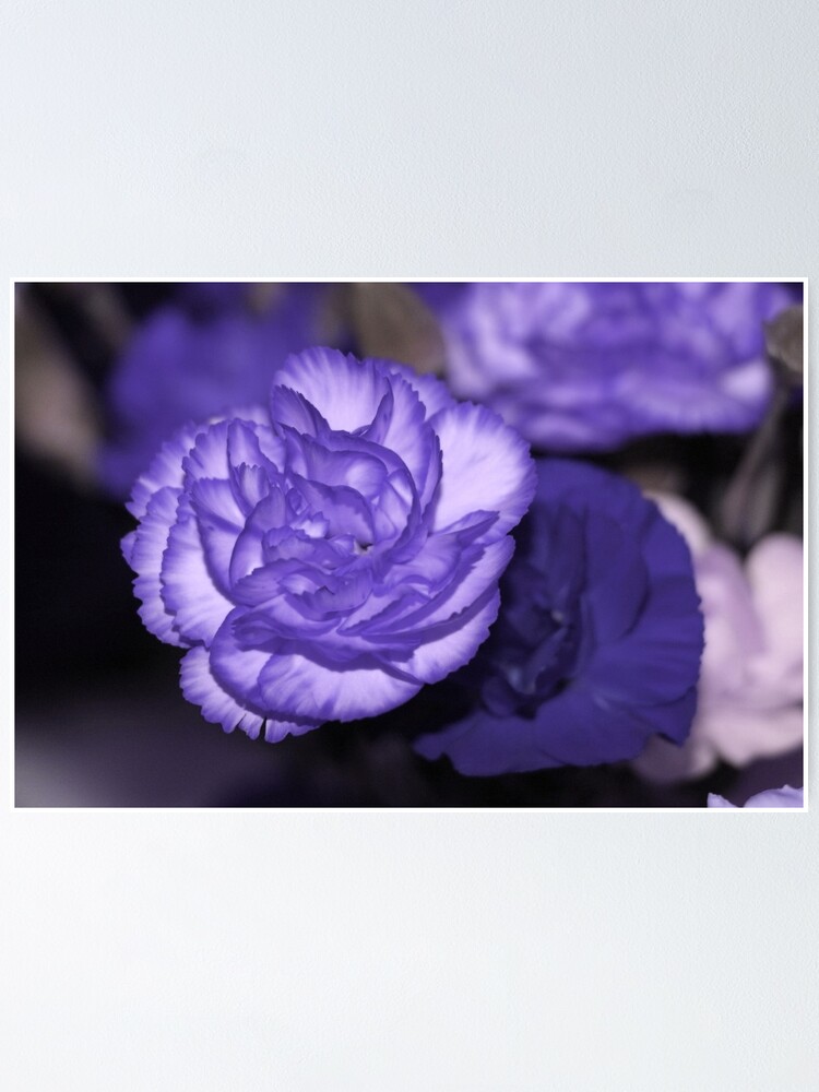 Póster «Flor de clavel violeta púrpura en plena floración» de JariHawk |  Redbubble