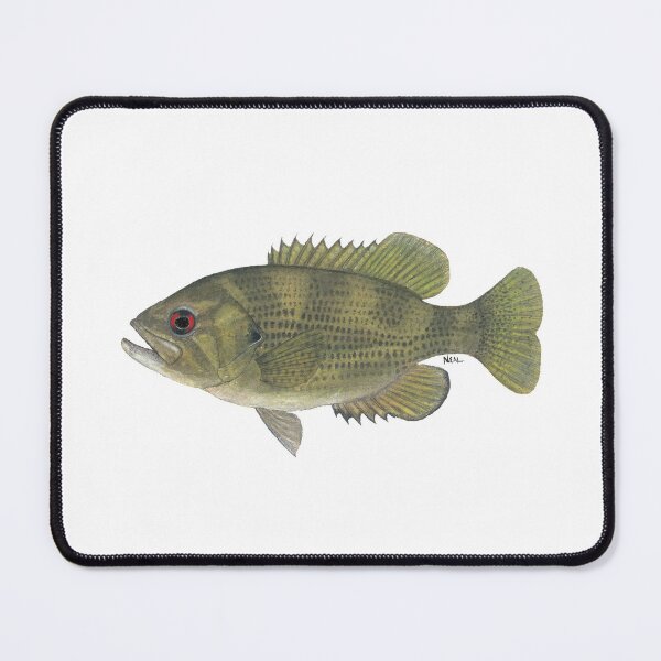 Item preview, Rock Bass (Ambloplites rupestris) designed and sold by LeakyCanoeArt.