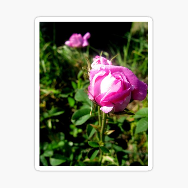 Pretty in Pink Sticker