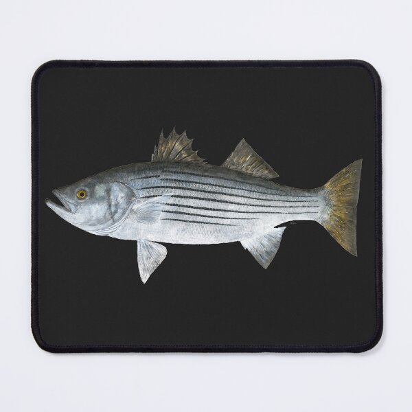 Item preview, Striped Bass (Morone saxatilis) designed and sold by LeakyCanoeArt.