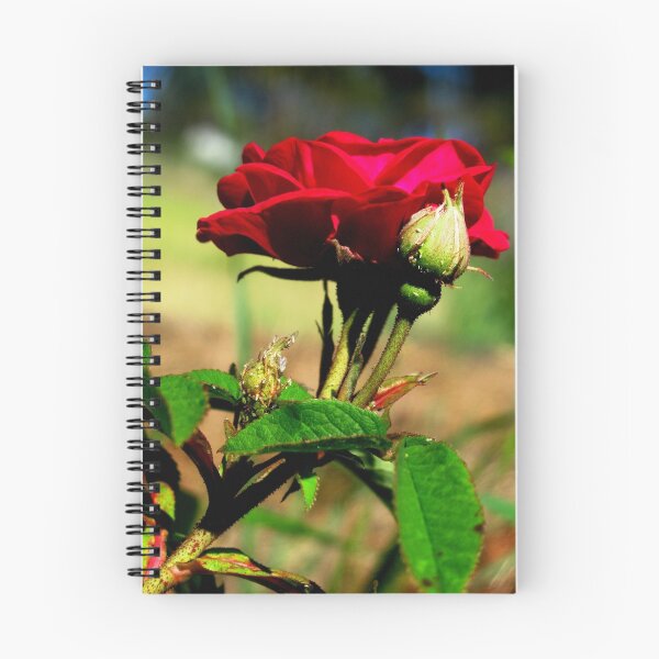 Item preview, Red Rose in Full Bloom designed and sold by Sharon Goldsworthy.