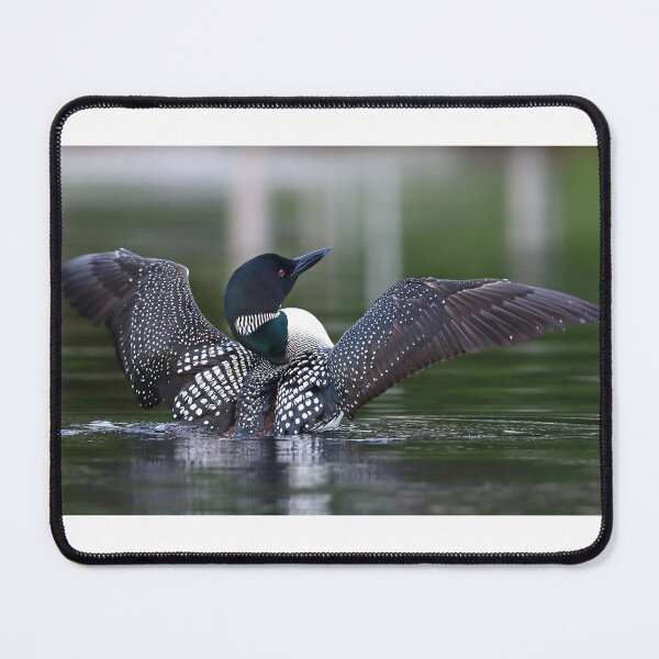 Item preview, Common loon at 6am designed and sold by James Cumming.